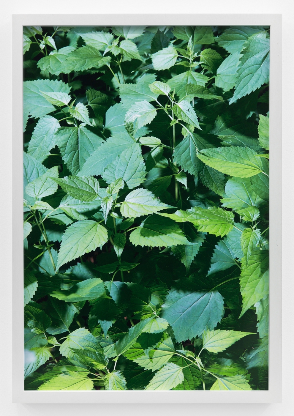 Roe Ethridge, Weeds #4 (Studio), 2015, c-print, 24 × 16 inches