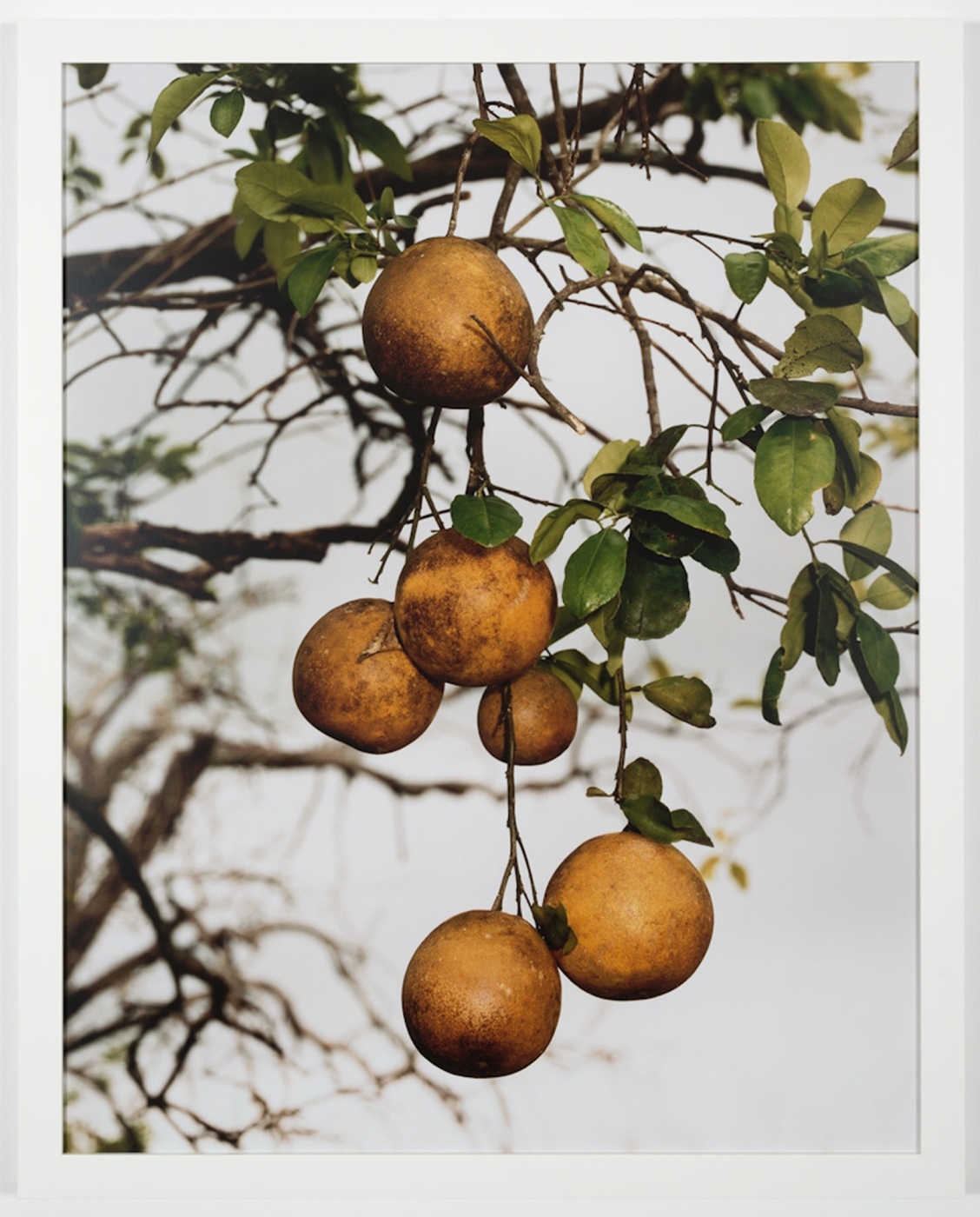 Roe Ethridge, Orange Grove #4, 2004, c-print,
38 × 30 inches, 96.5 × 76.2 cm;
40 1 /2 x 32 1 /2 x 1 1 /2 inches, 102.8 × 82.5 × 3.8 cm (framed)